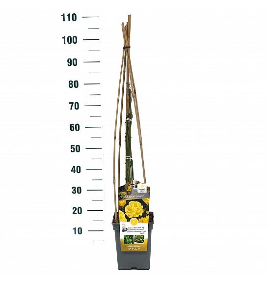 Rosa hybrid Golden Showers C5 Lit. 40-60 cm Vzpenjava
