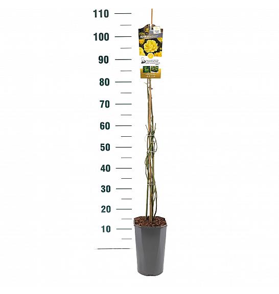 Rosa hybrid Golden Showers C3 Lit. 50-60 cm Vzpenjava