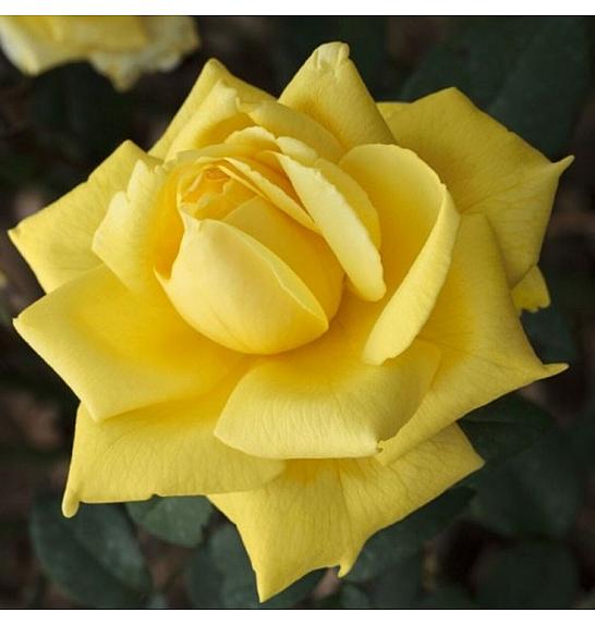 Rosa hybrid Golden Parfum C3 Lit. 50-60 cm Vzpenjava