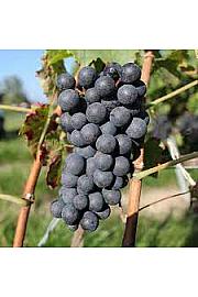 Vitis vinifera Fragola Nera Precoce C4 Lit. 125-150 cm