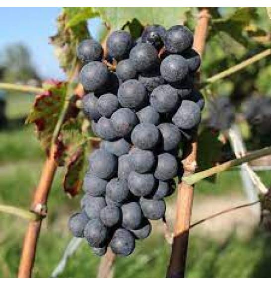 Vitis vinifera Fragola Nera Precoce C4 Lit. 125-150 cm