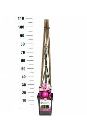 Rosa hybrid Ghita C5 Lit. 40-60 cm Vzpenjava