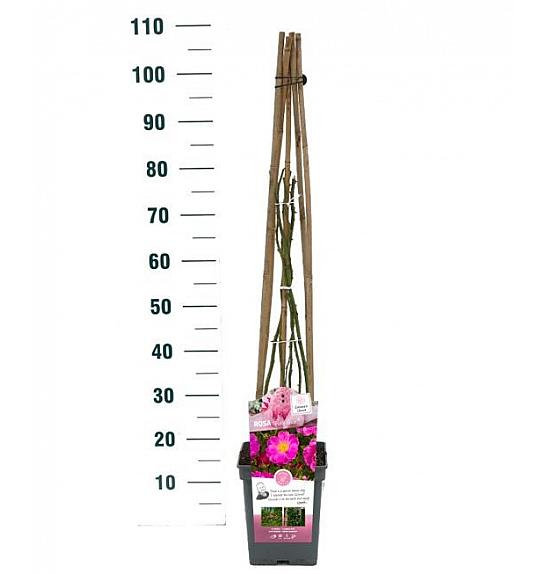 Rosa hybrid Ghita C5 Lit. 40-60 cm Vzpenjava