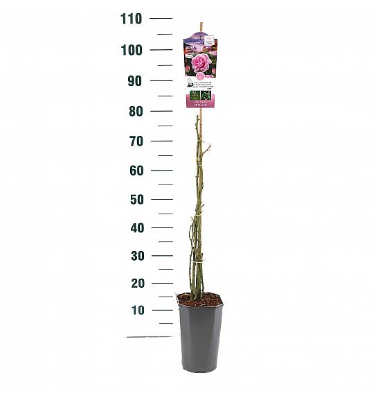 Rosa hybrid Ghita C3 Lit. 50-60 cm Vzpenjava