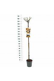 Rosa hybrid Ghislaine de Feligonde C6 Lit. Na steblu 140 cm