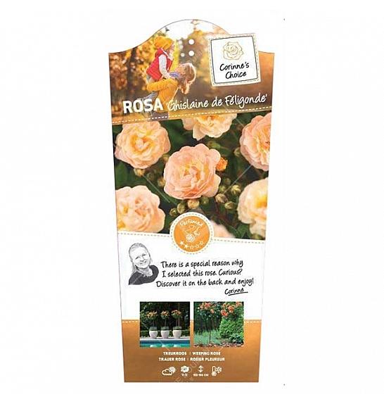 Rosa hybrid Ghislaine de Feligonde C6 Lit. Na steblu 140 cm