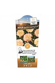 Rosa hybrid Ghislaine de Feligonde C5 Lit. 40-60 cm Vzpenjava