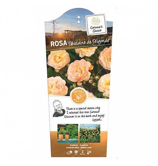 Rosa hybrid Ghislaine de Feligonde C5 Lit. 40-60 cm Vzpenjava
