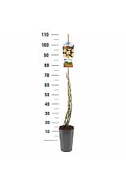Rosa hibrid Ghislaine de Feligonde C3 Lit. 50-60 cm Penjanje