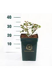 Rosa hybrid Gentle Hermione C5 Lit. 15-20 cm