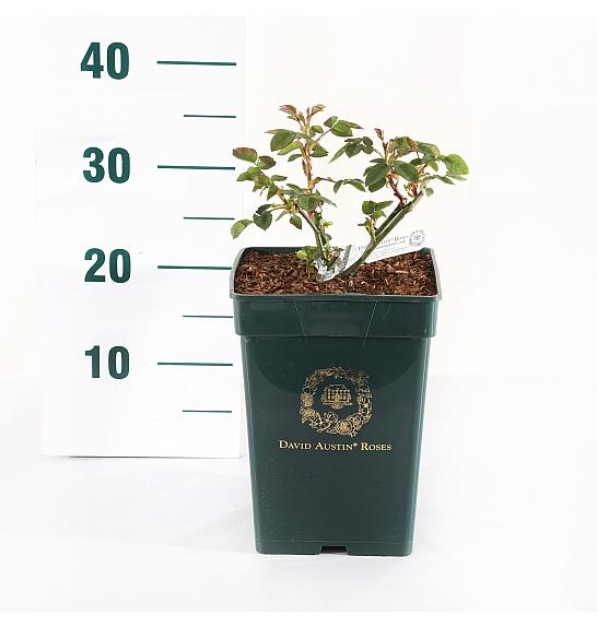 Rosa hybrid Gentle Hermione C5 Lit. 15-20 cm