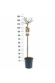 Rosa hybrid Garden of Roses C6 Lit. Na steblu 90 cm