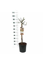 Rosa hybrid Garden of Roses C6 Lit. Na steblu 60 cm