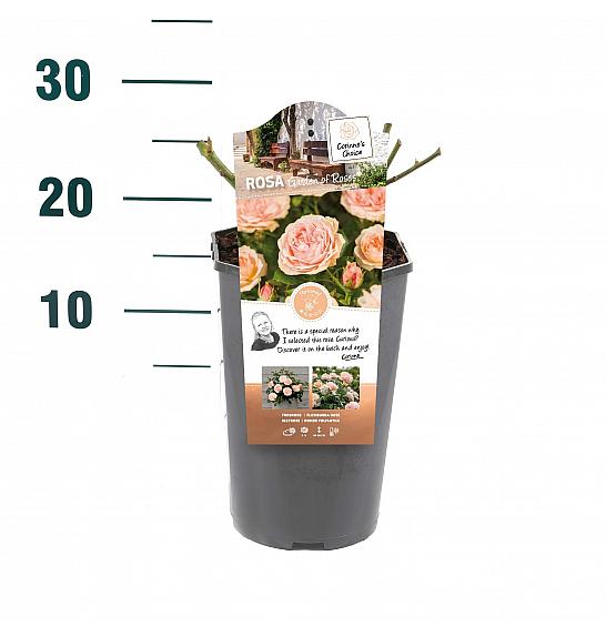 Rosa hybrid Garden of Roses C3 Lit. 10-15 cm