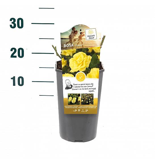 Rosa hybrid Friesia C3 Lit. 10-15 cm