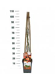 Rosa hibrid Freisinger Morgenrote C5 Lit. 40-60 cm Penjanje