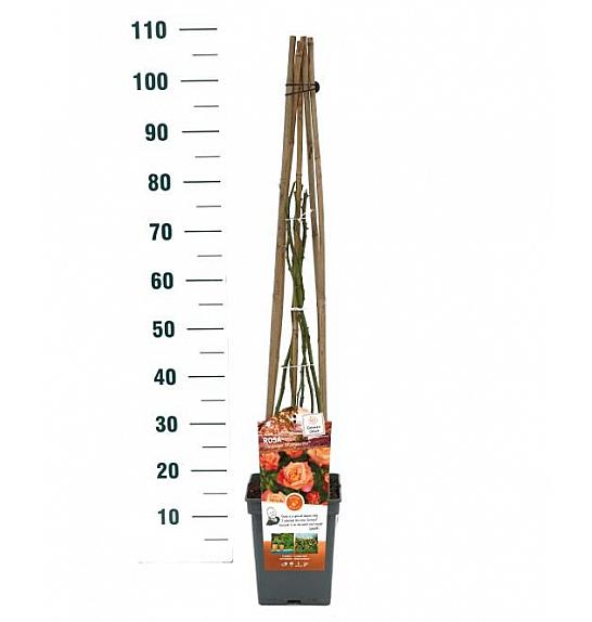 Rosa hybrid Freisinger Morgenrote C5 Lit. 40-60 cm Vzpenjava