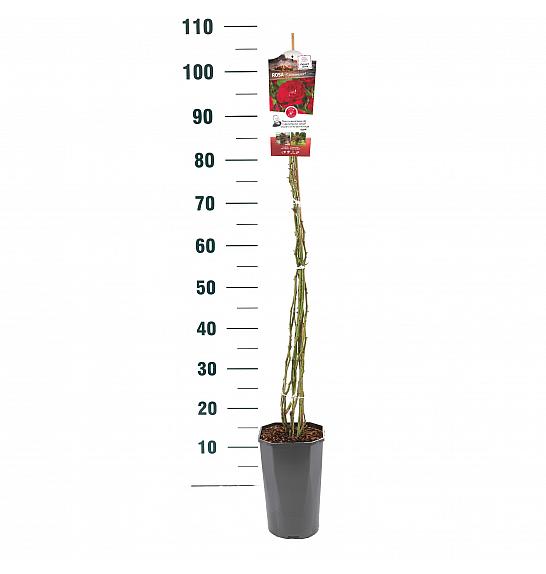 Rosa hybrid Flammentanz C3 Lit. 50-60 cm Vzpenjava