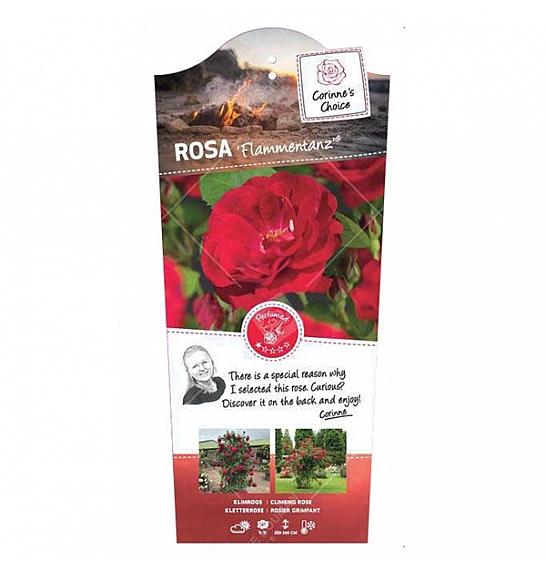 Rosa hybrid Flammentanz C3 Lit. 50-60 cm Vzpenjava