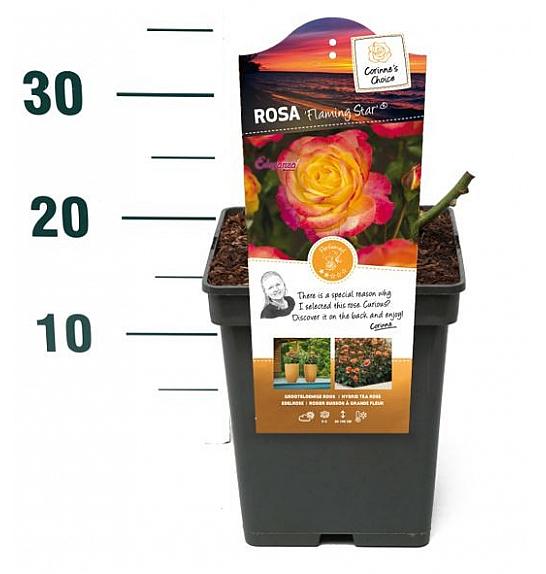 Rosa hybrid Flaming Star C5 Lit. 15-20 cm