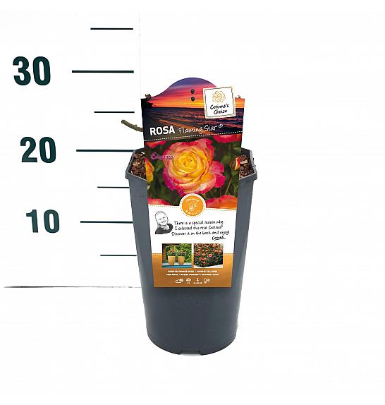 Rosa hybrid Flaming Star C3 Lit. 10-15 cm