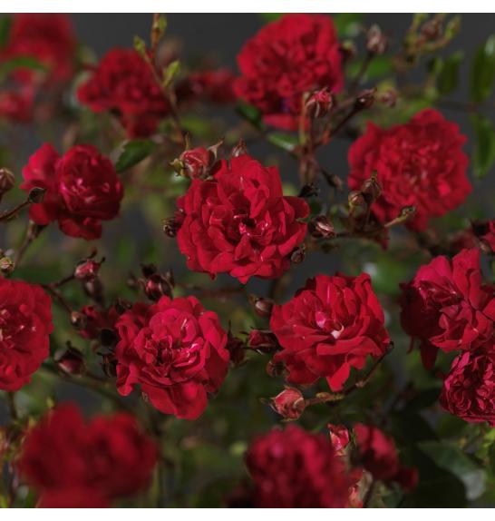 Rosa hybrid Fairy King C2 Lit. 5-10 cm