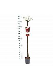 Rosa hybrid Excelsa C6 Lit. Na steblu 140 cm