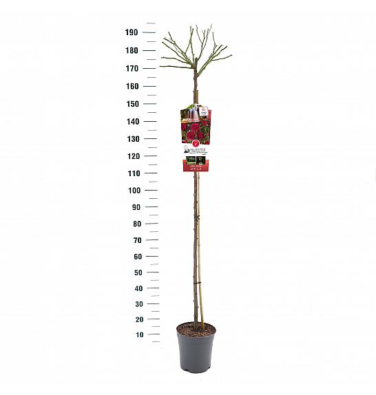 Rosa hybrid Excelsa C6 Lit. Na steblu 140 cm