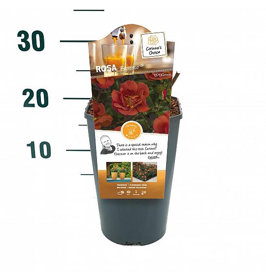 Rosa hybrid Espresso C3 Lit. 10-15 cm