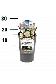 Rosa hibrid Eisa C3 Lit. 10-15 cm