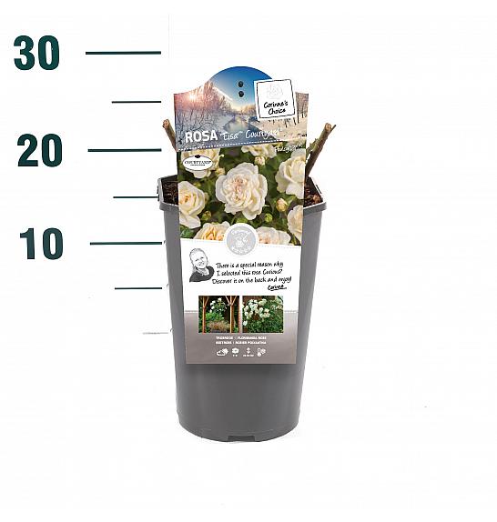 Rosa hibrid Eisa C3 Lit. 10-15 cm