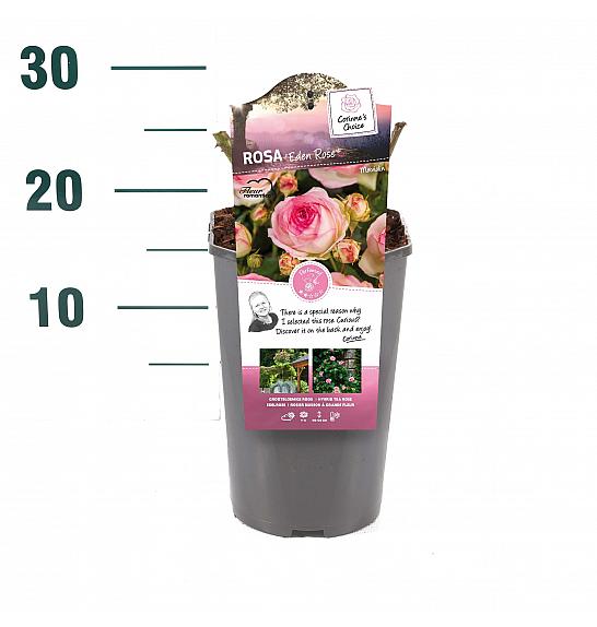 Rosa hybrid Eden Rose C3 Lit. 10-15 cm