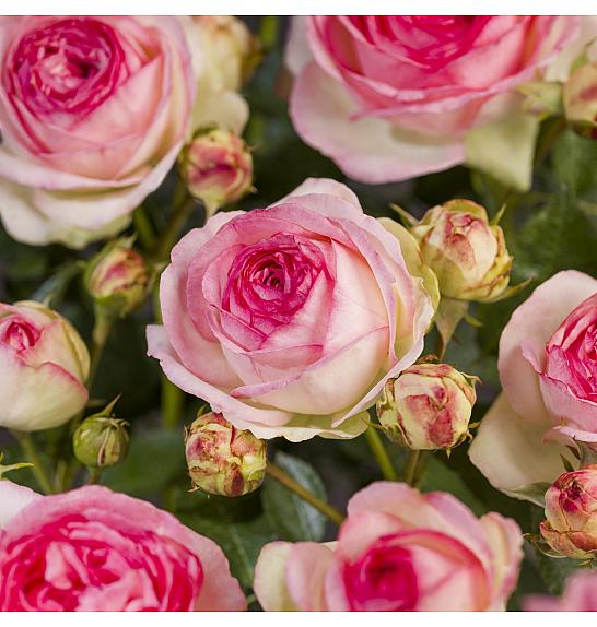 Rosa hybrid Eden Rose C3 Lit. 10-15 cm