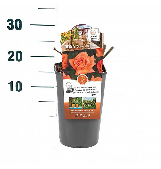 Rosa hybrid Doris Tijsterman C3 Lit. 10-15 cm