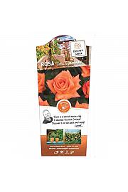 Rosa hybrid Doris Tijsterman C3 Lit. 10-15 cm