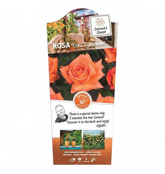 Rosa hybrid Doris Tijsterman C3 Lit. 10-15 cm