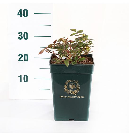 Rosa hybrid Desdemona C5 Lit. 15-20 cm