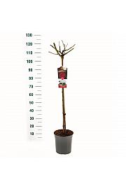Rosa hybrid Dame de Coeur C6 Lit. Na steblu 90 cm