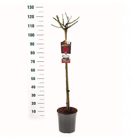 Rosa hybrid Dame de Coeur C6 Lit. Na steblu 90 cm
