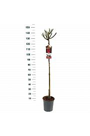 Rosa hybrid Dame de Coeur C6 Lit. Na steblu 110 cm