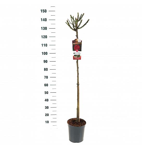 Rosa hybrid Dame de Coeur C6 Lit. Na steblu 110 cm