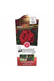 Rosa hybrid Dame de Coeur C6 Lit. Na steblu 110 cm