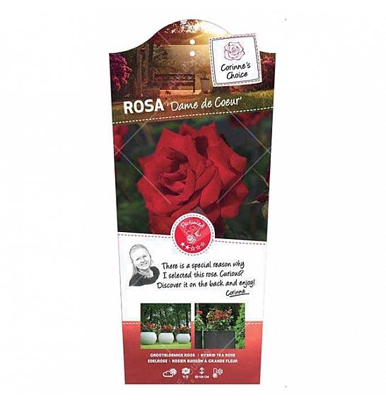 Rosa hybrid Dame de Coeur C6 Lit. Na steblu 110 cm