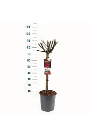 Rosa hybrid Dame de Coeur C6 Lit. Na steblu 60 cm
