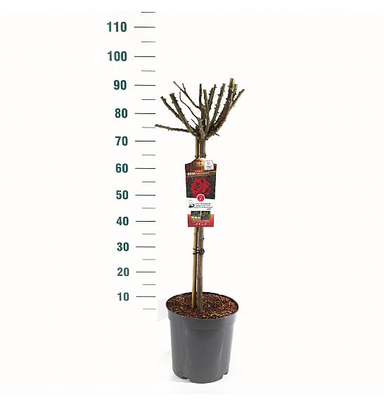 Rosa hybrid Dame de Coeur C6 Lit. Na steblu 60 cm