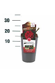 Rosa hibrid Dame de Coeur C3 Lit. 10-15 cm