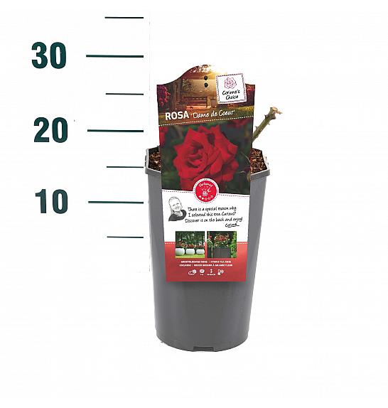 Rosa hibrid Dame de Coeur C3 Lit. 10-15 cm