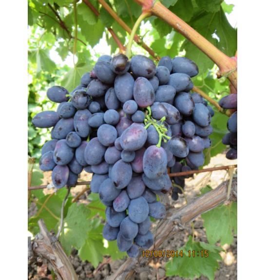 Vitis vinifera Black Magic C4 Lit. 125-150 cm