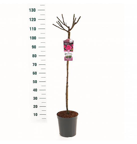 Rosa hybrid Criterion C6 Lit. Na steblu 90 cm