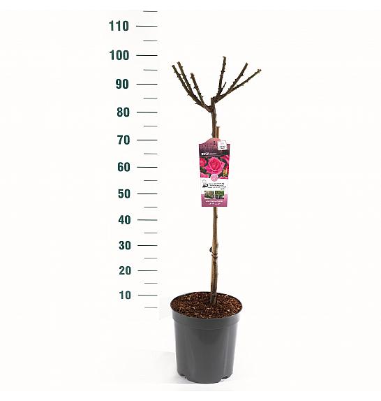 Rosa hybrid Criterion C6 Lit. Na steblu 60 cm